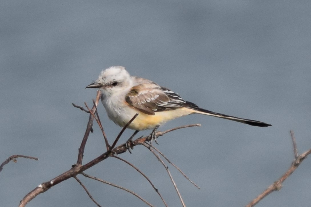 Scissor-tailed Flycatcher - ML622451619