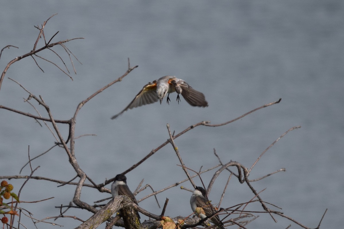 Scissor-tailed Flycatcher - Frank Holmes