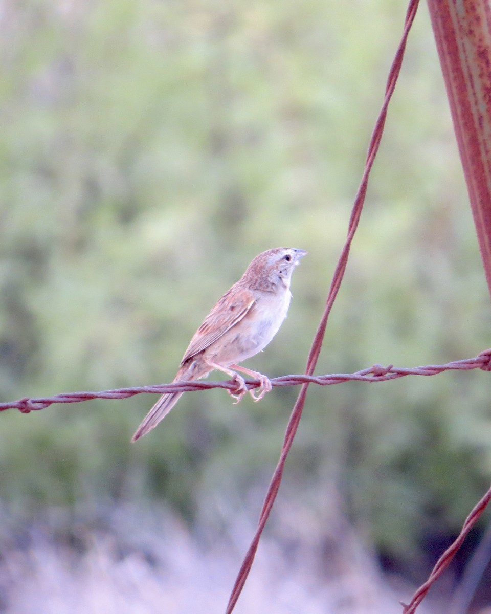 Botteri's Sparrow - ML622451681