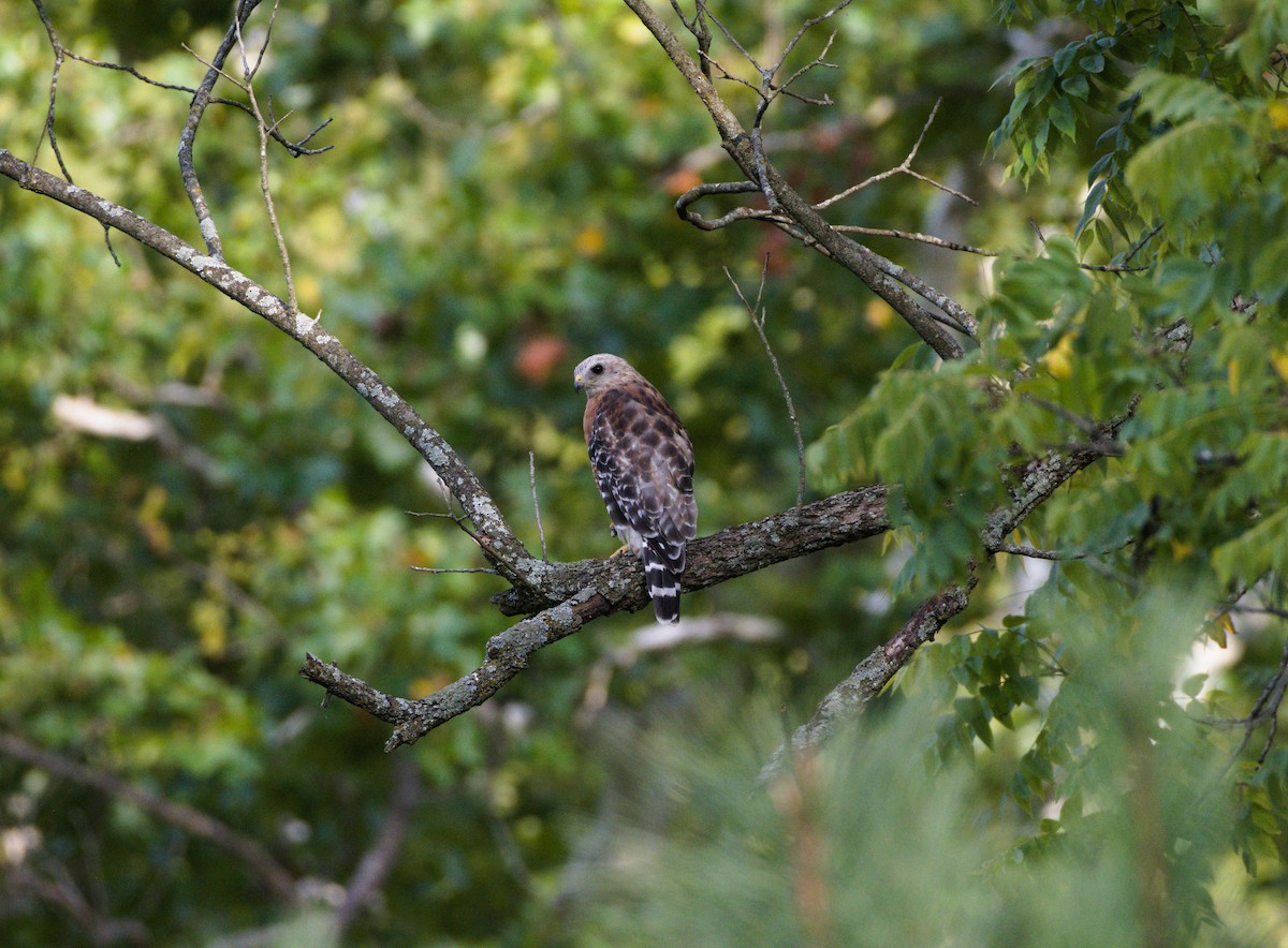Red-shouldered Hawk - ML622451698