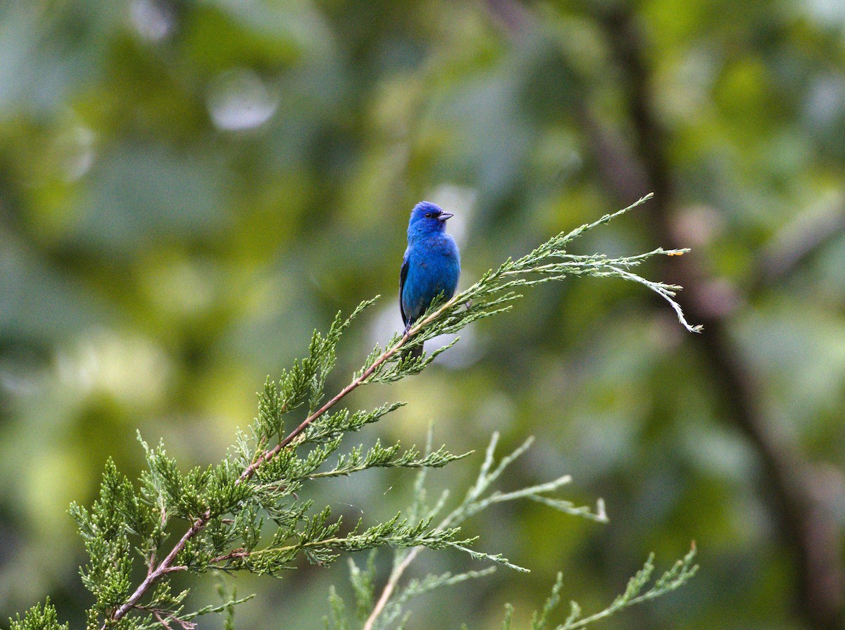 Indigo Bunting - ML622451713