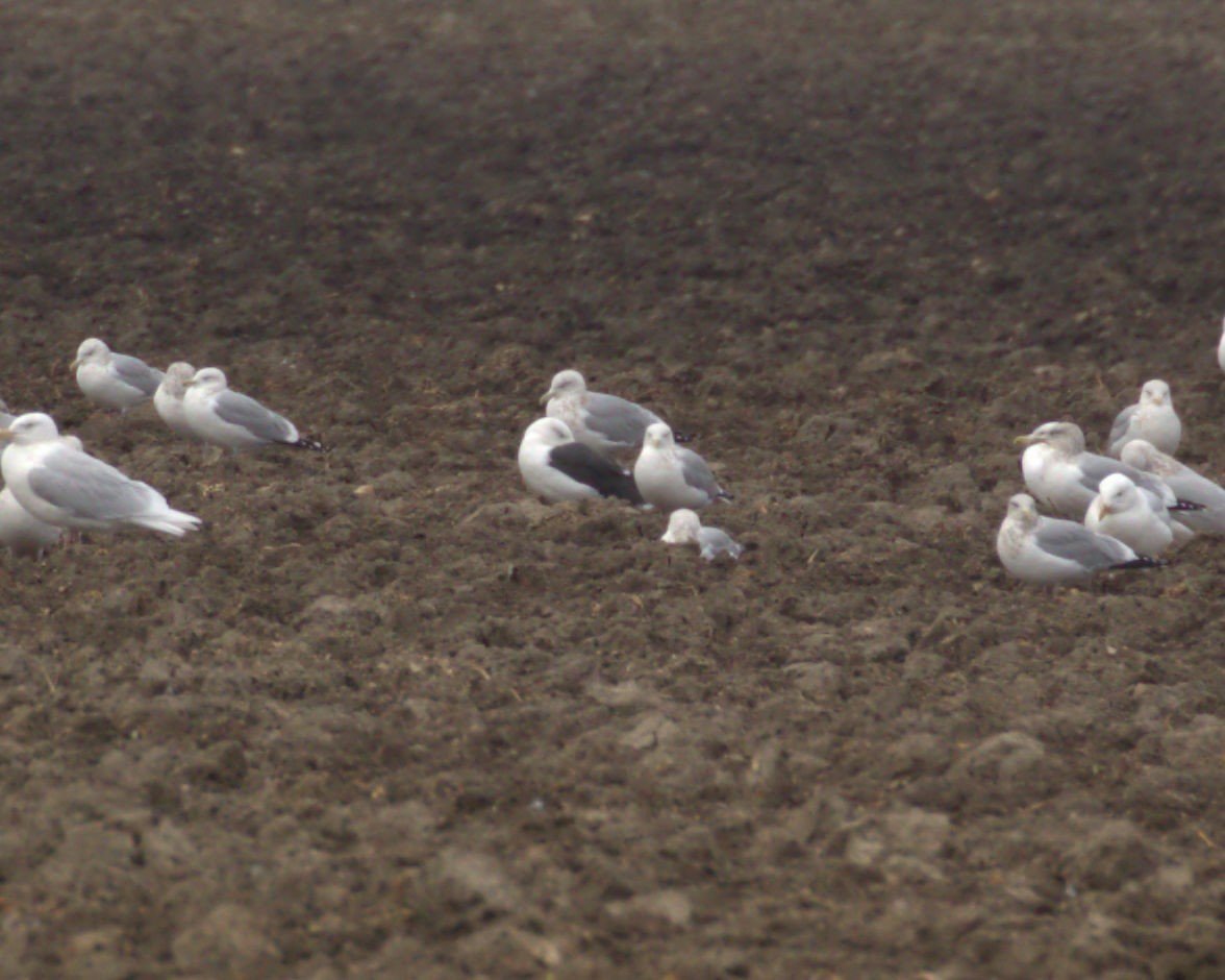 Great Black-backed Gull - ML622451852