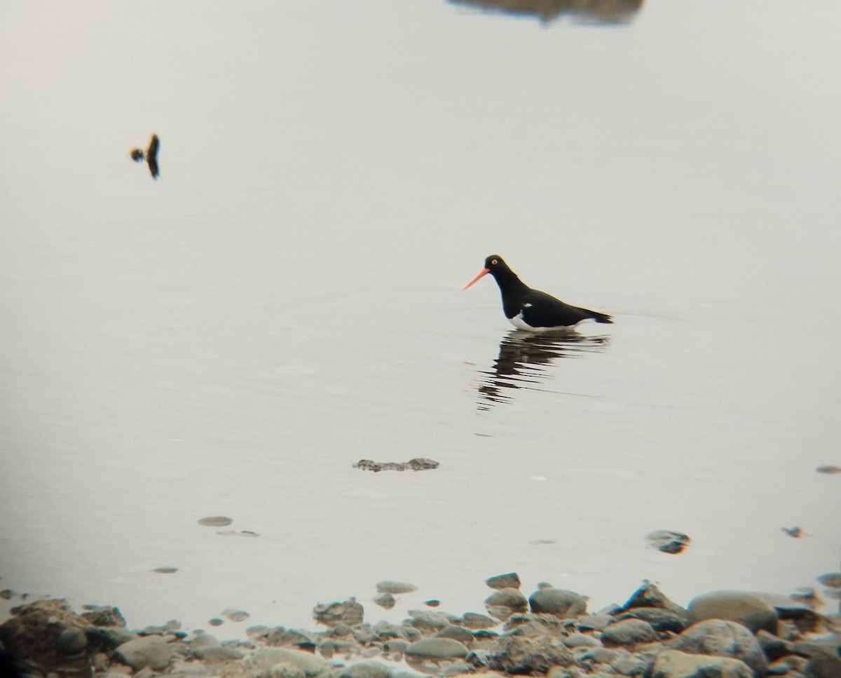 Magellanic Oystercatcher - ML622451857