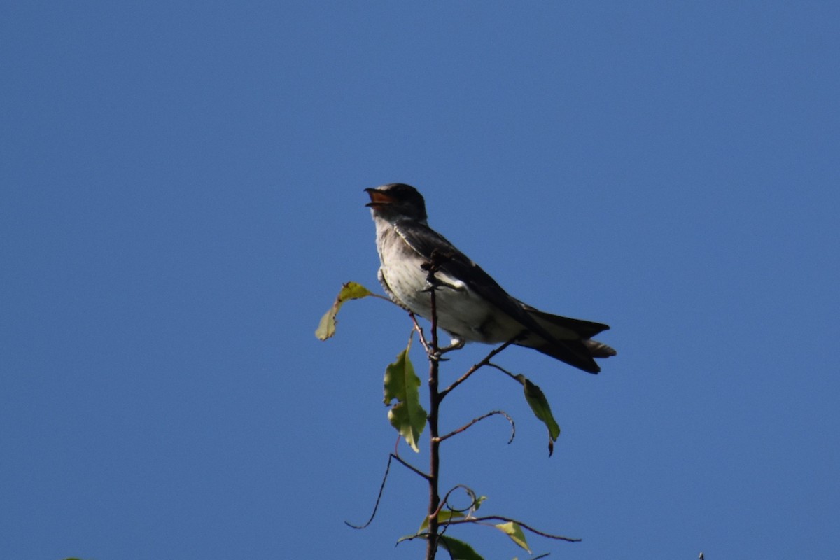 Purple Martin - ML622451960