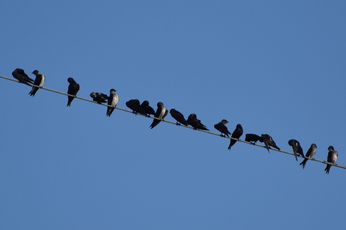 Purple Martin - ML622451961