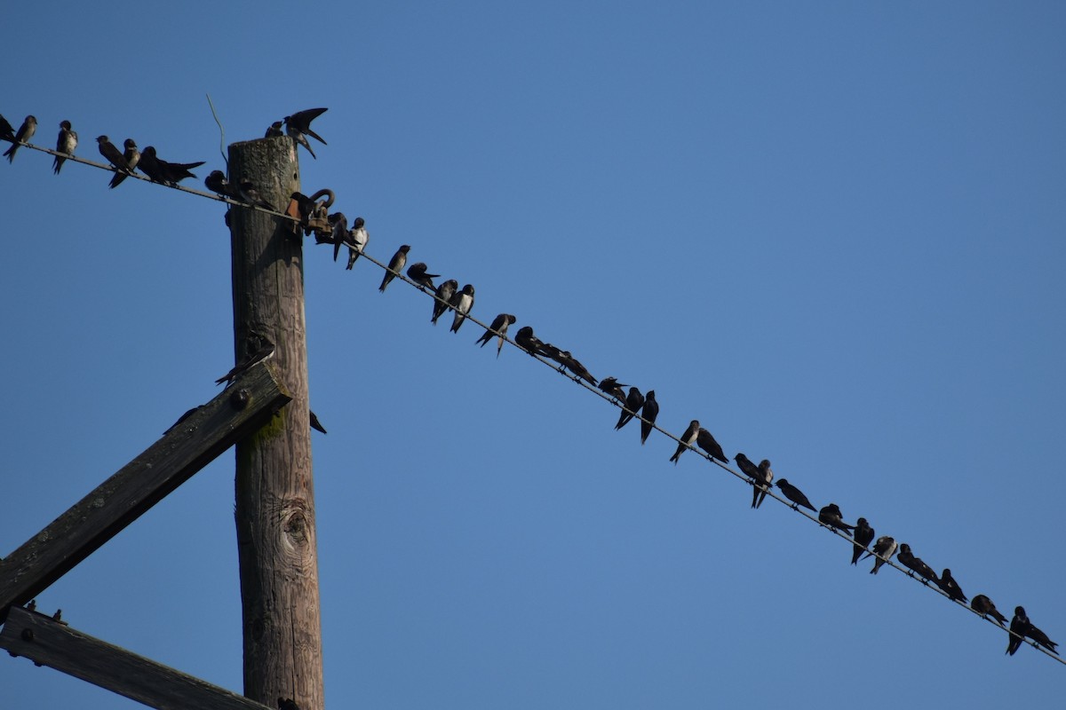 Purple Martin - ML622451962