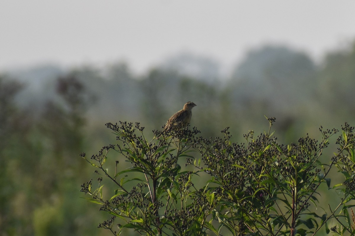 bobolink - ML622451968