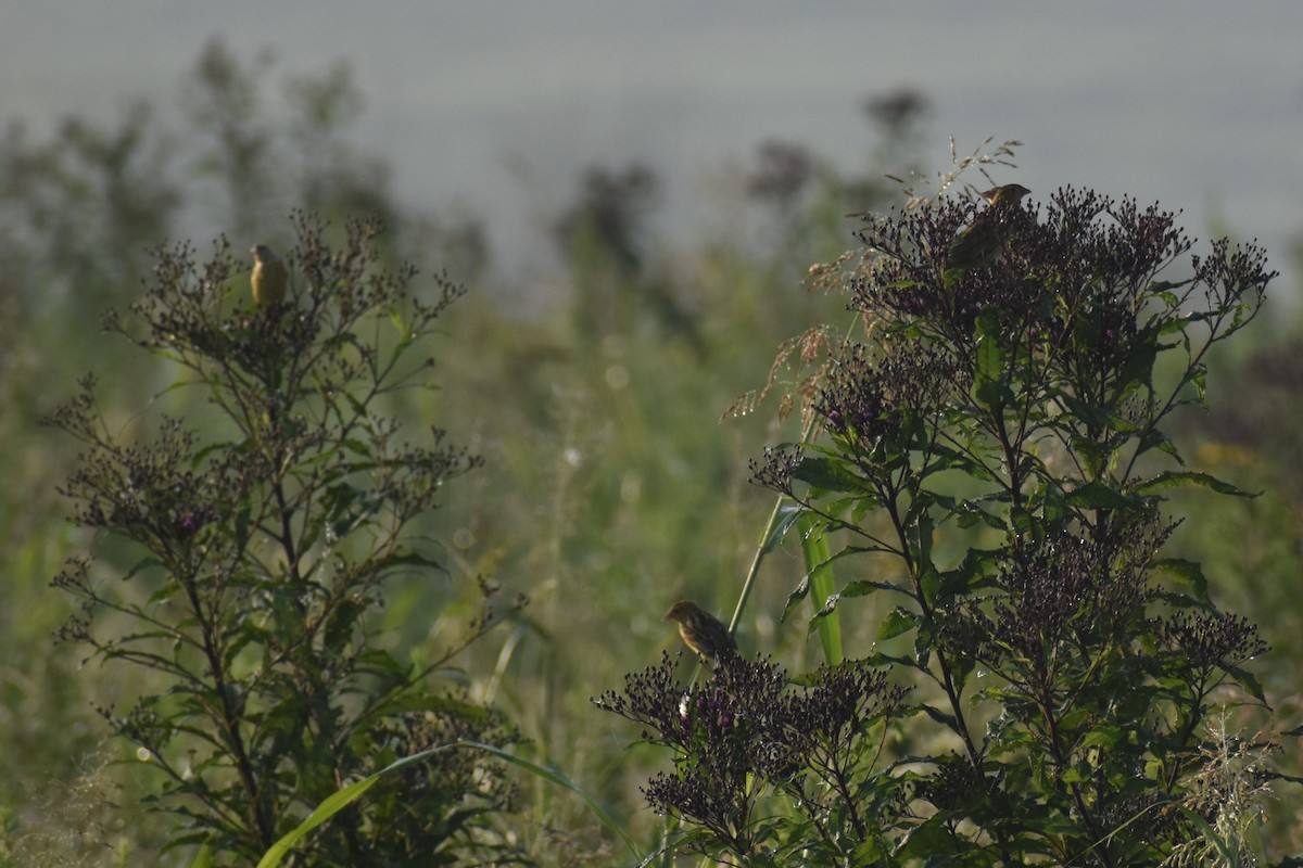 bobolink - ML622451969