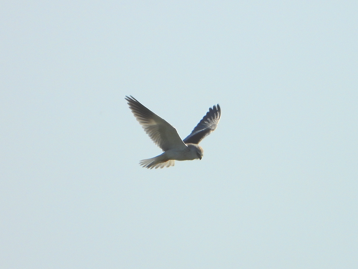 Black-winged Kite - ML622452045