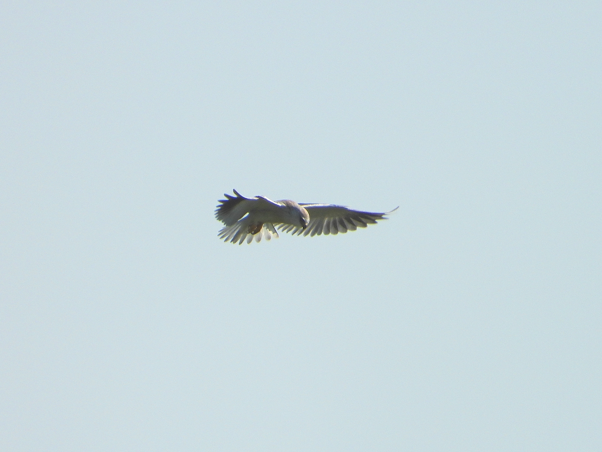 Black-winged Kite - ML622452046