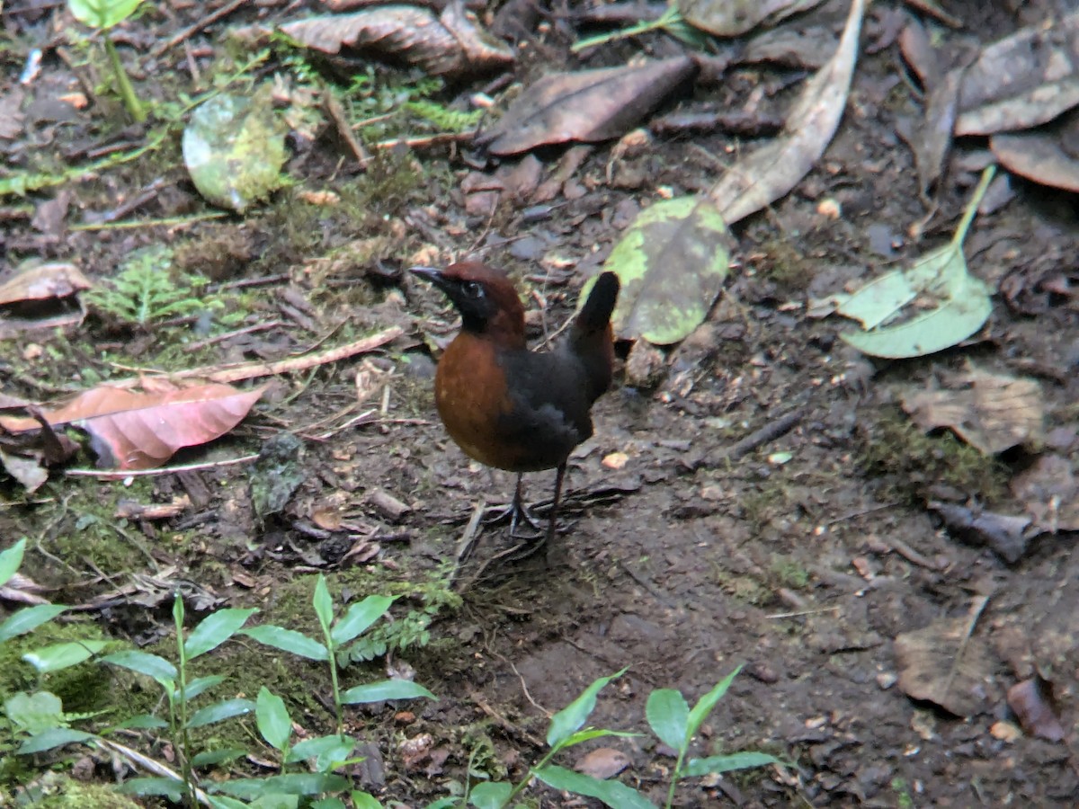 Rufous-breasted Antthrush - ML622452048