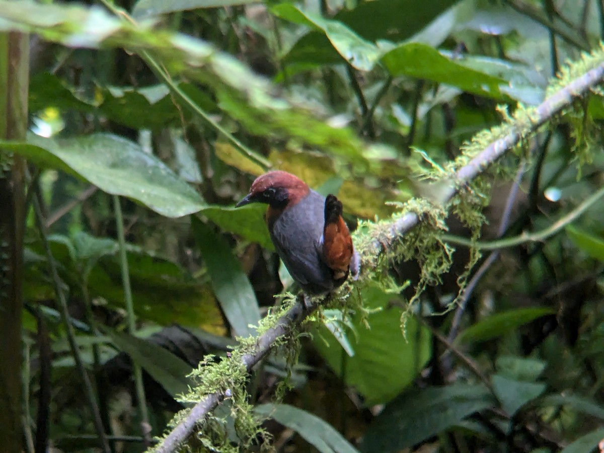 Rufous-breasted Antthrush - ML622452049