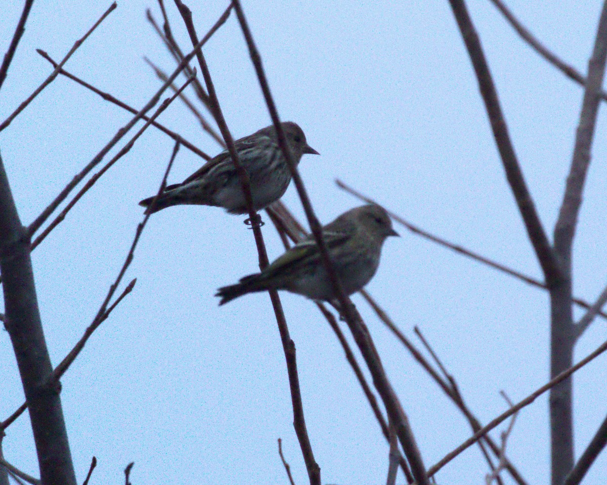 Pine Siskin - ML622452100