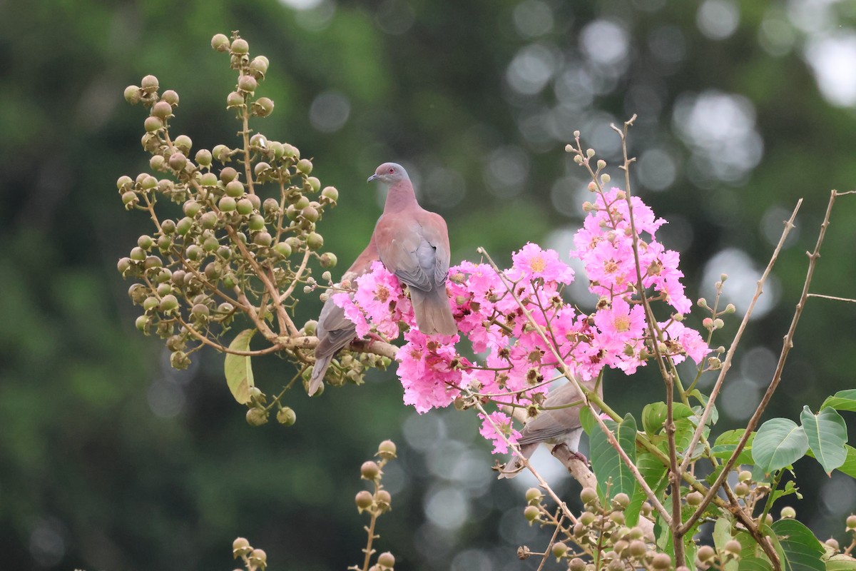 Pale-vented Pigeon - Eugenia Koledova