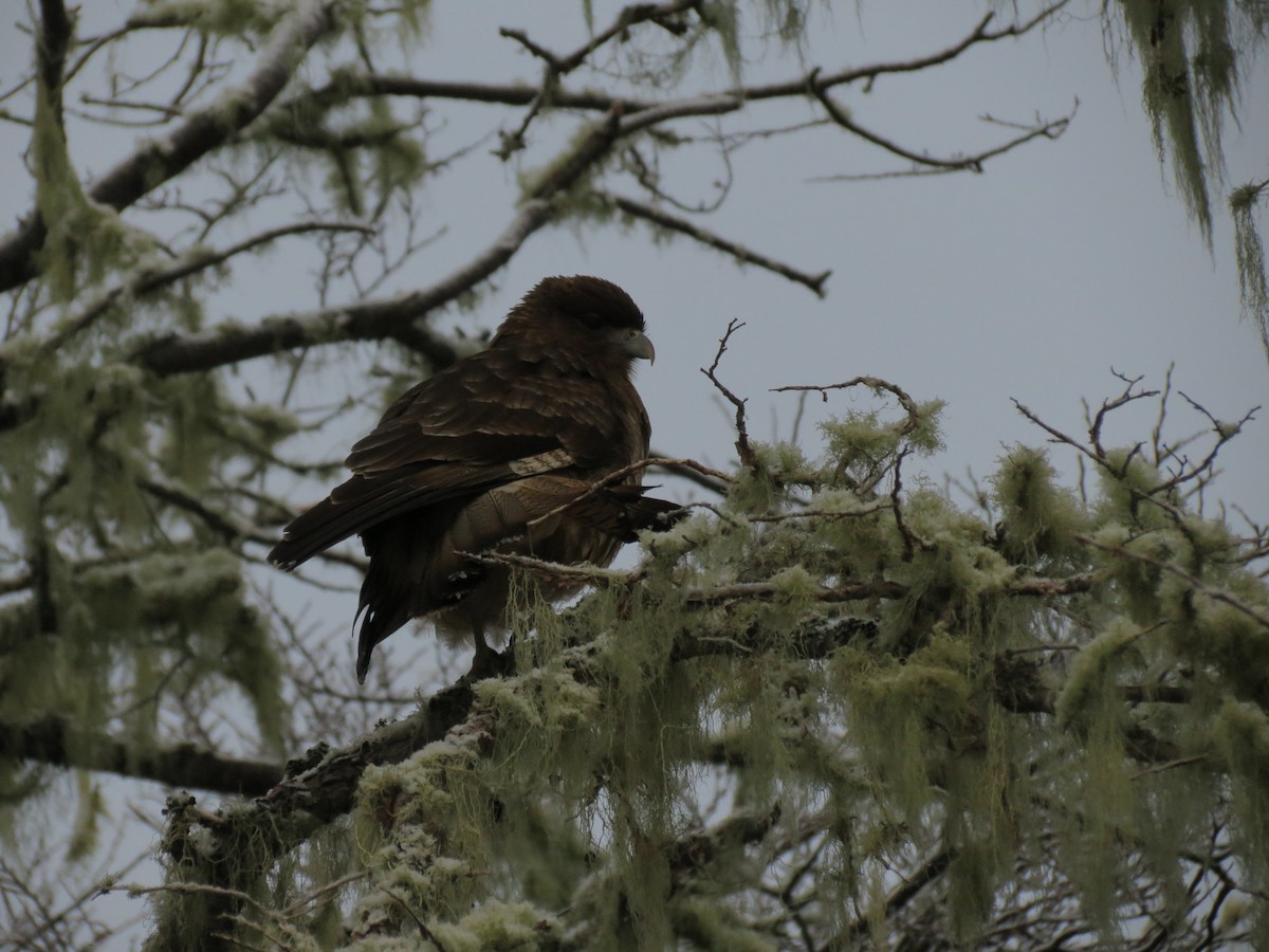 Chimango Caracara - ML622452265