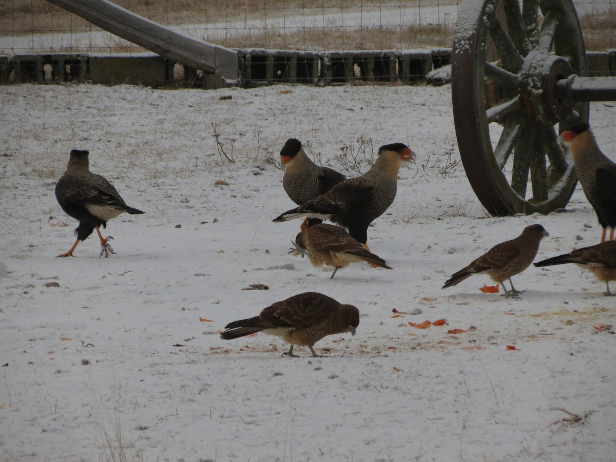 Chimango Caracara - ML622452267