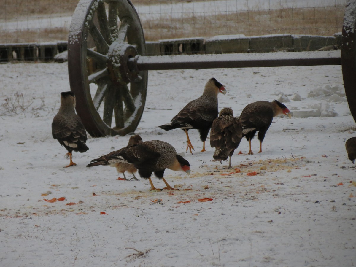 Crested Caracara - ML622452272