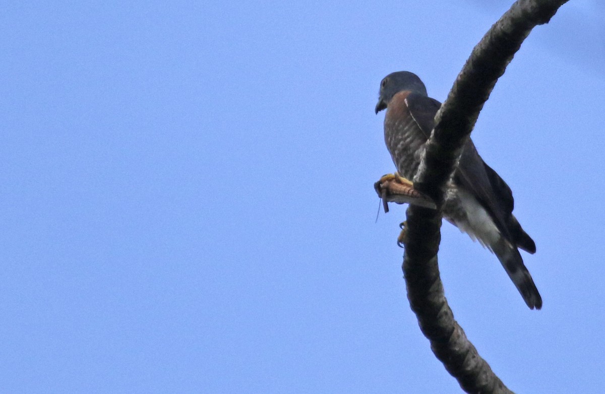 Double-toothed Kite - ML622452303