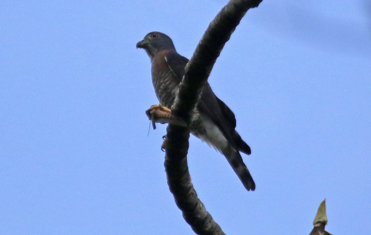 Double-toothed Kite - ML622452304