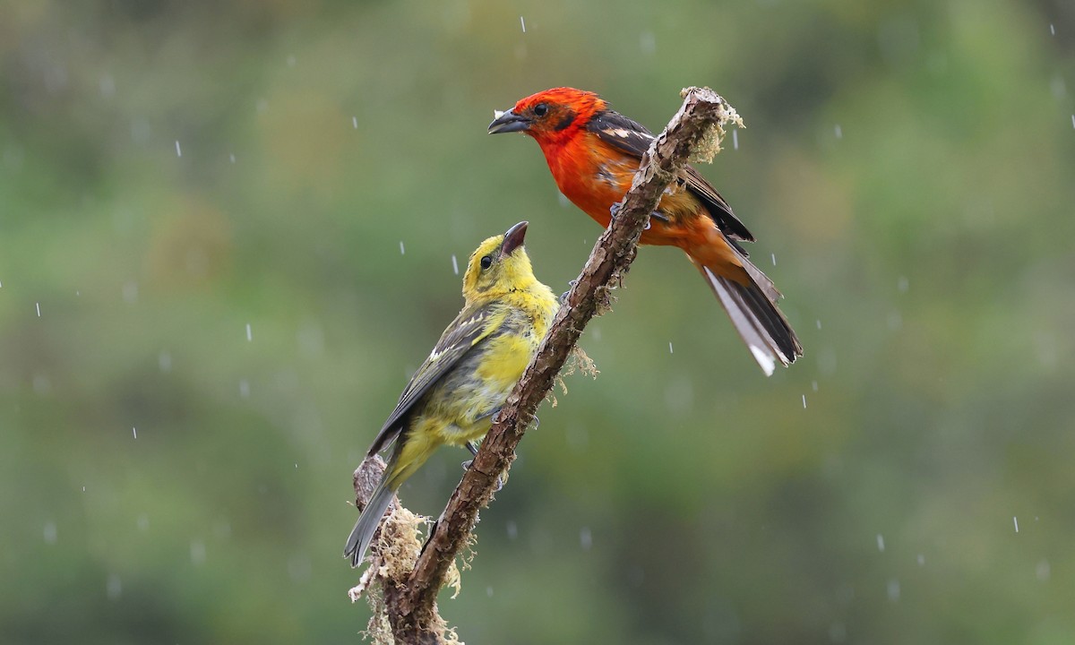 Flame-colored Tanager - Aruna Dissanayake