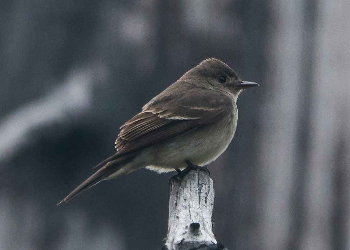Western Wood-Pewee - ML622452319