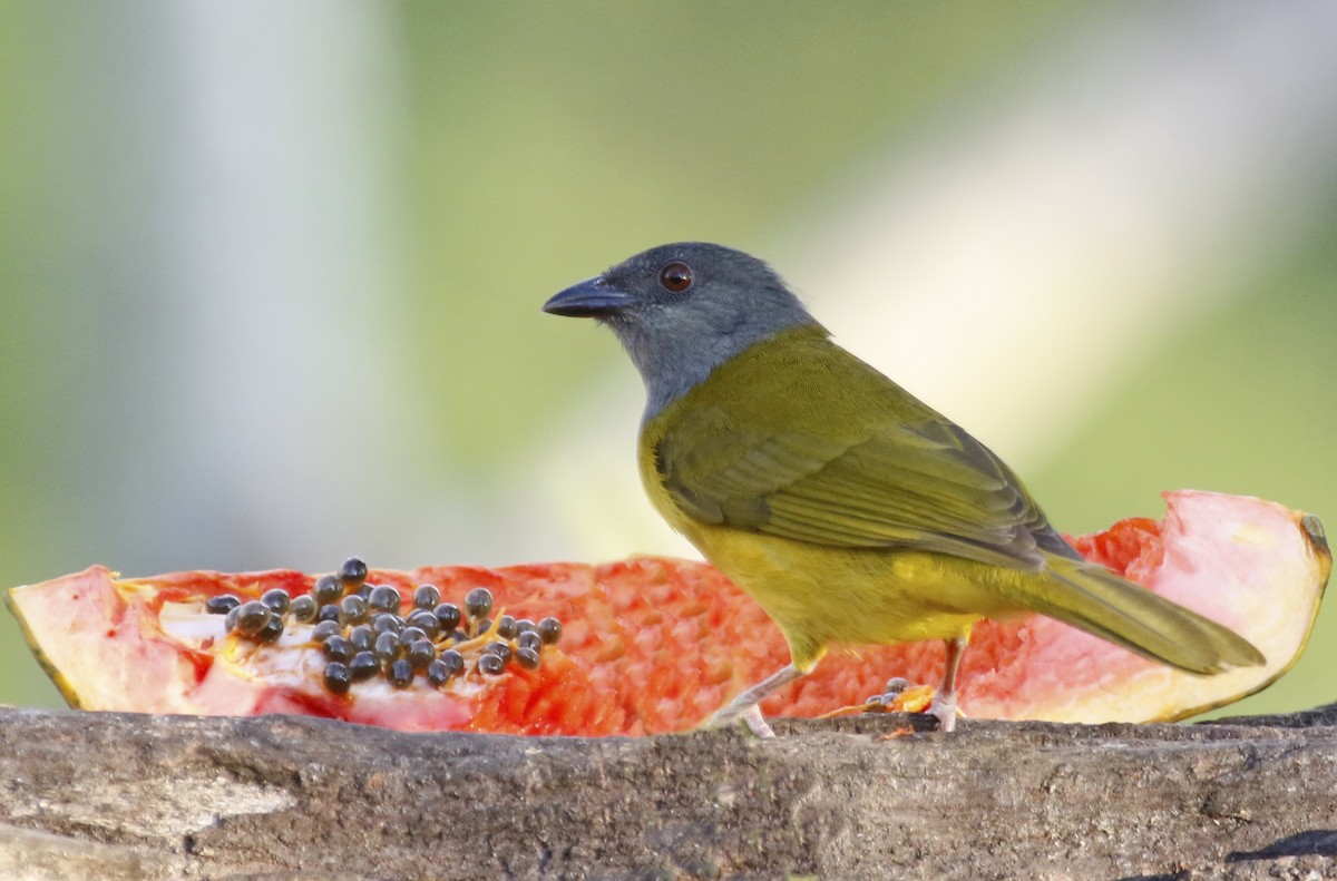 Gray-headed Tanager - ML622452327