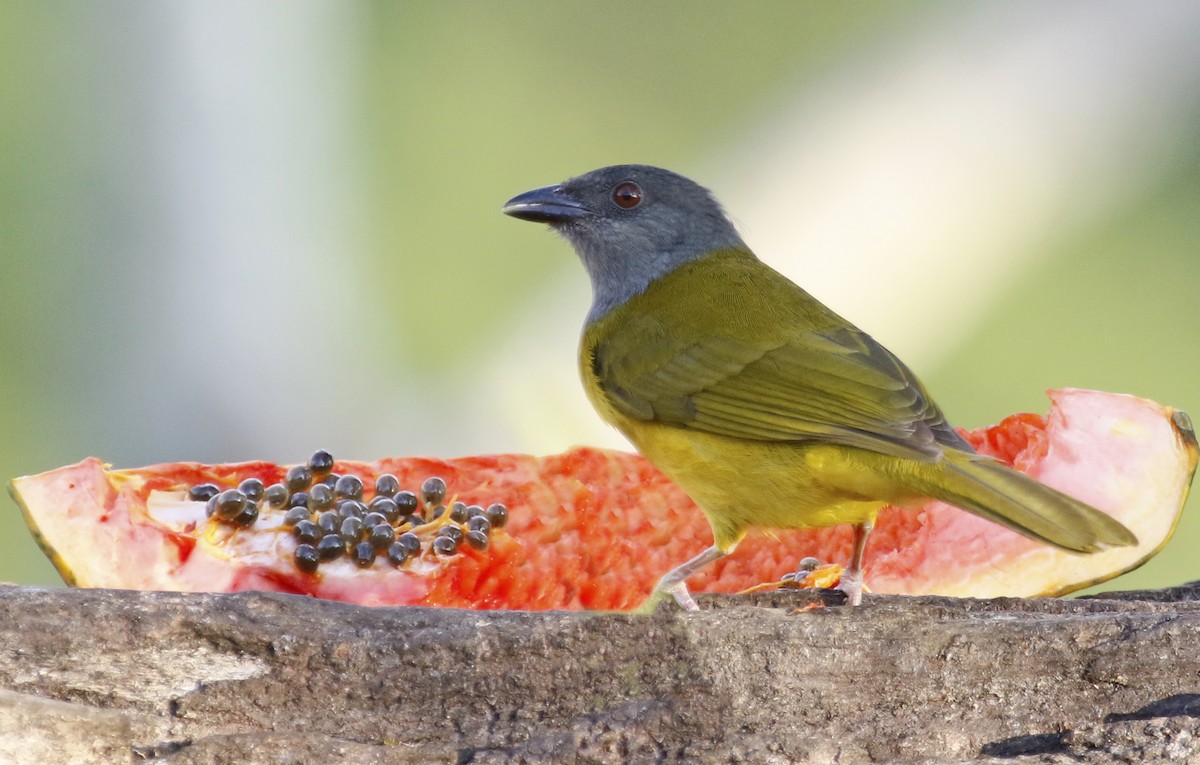 Gray-headed Tanager - ML622452334