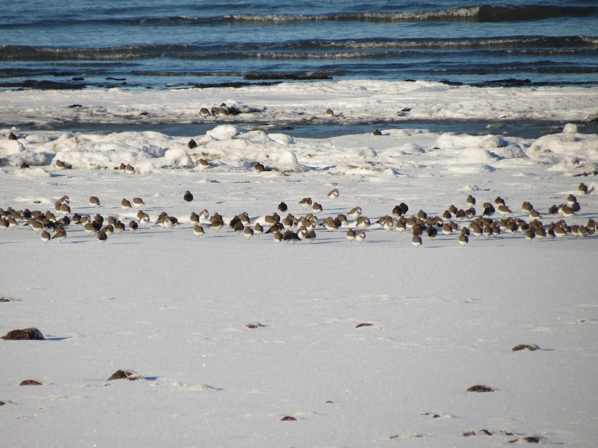 Rufous-chested Dotterel - ML622452338