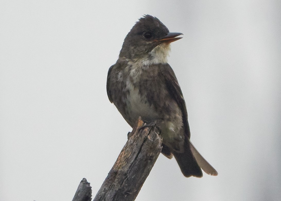Olive-sided Flycatcher - ML622452340