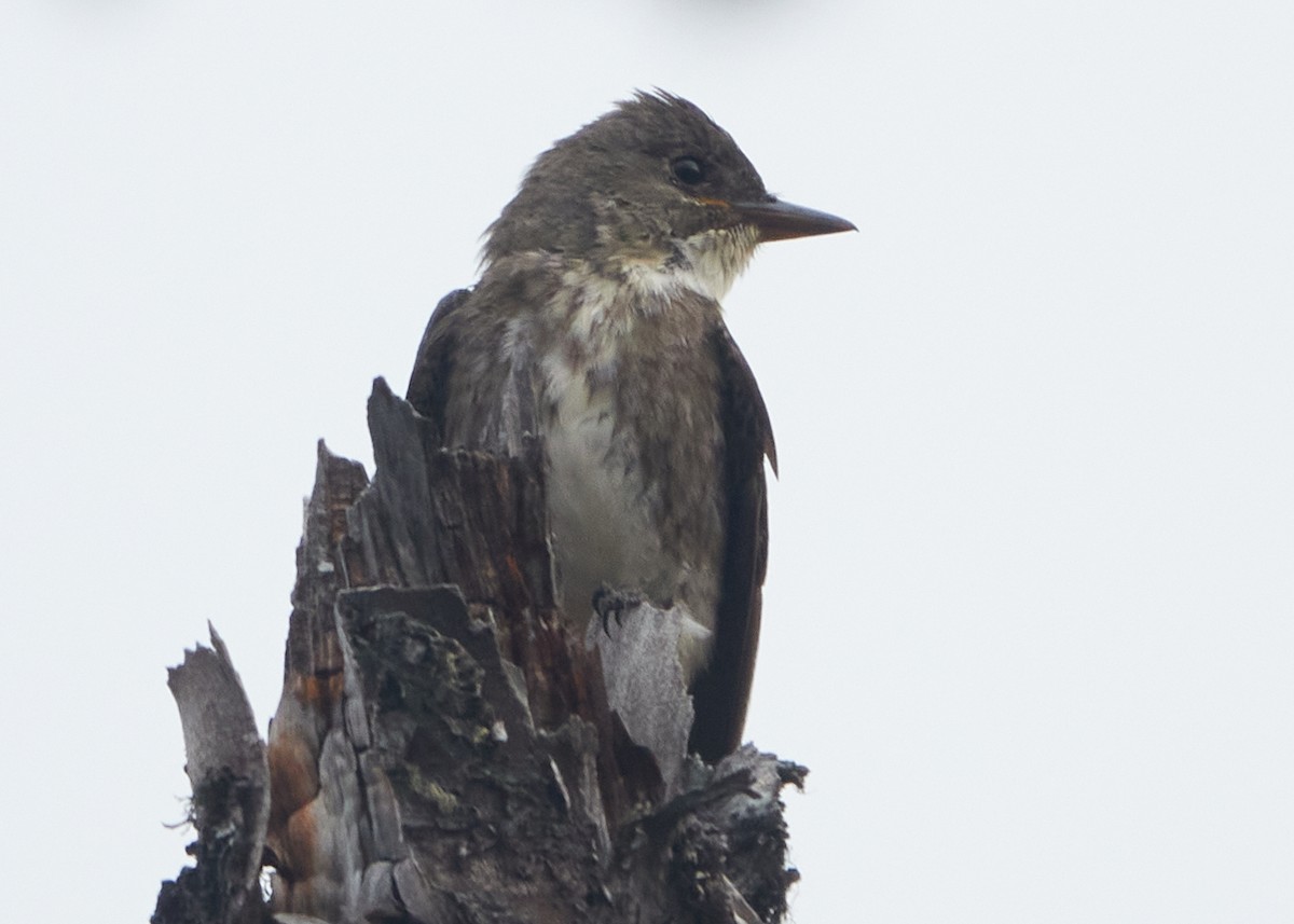 Olive-sided Flycatcher - ML622452354