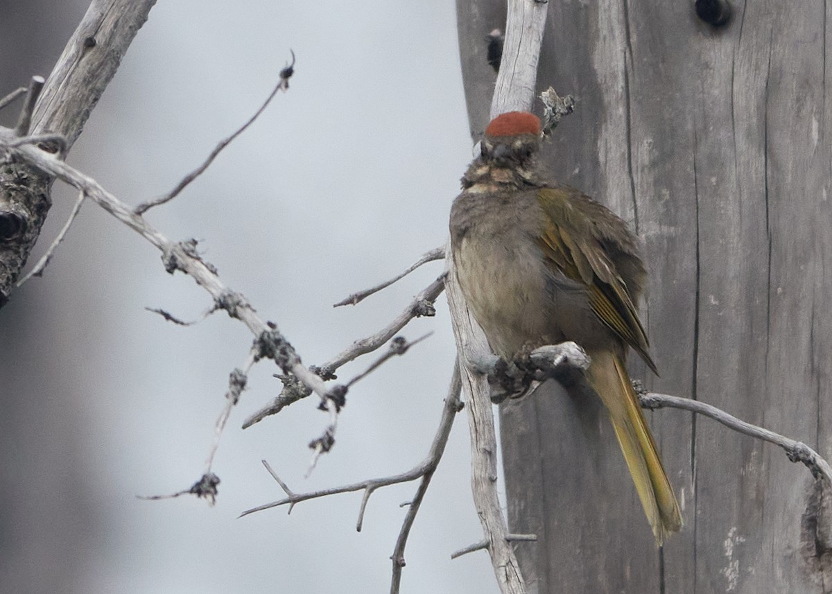 Green-tailed Towhee - ML622452368