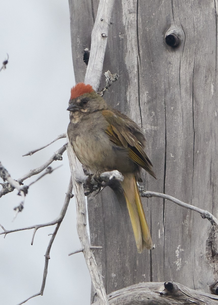 Green-tailed Towhee - ML622452386