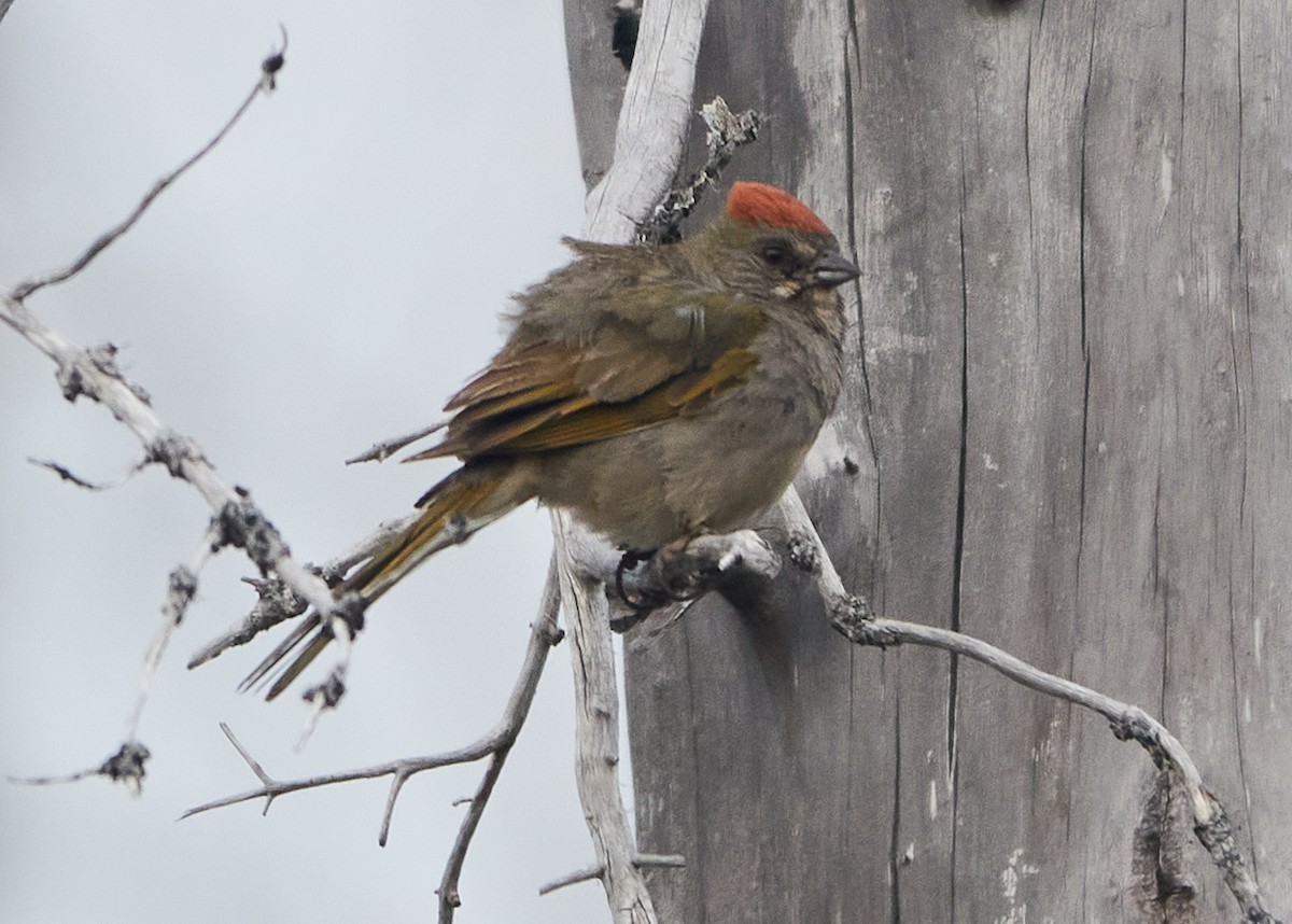 Green-tailed Towhee - ML622452391