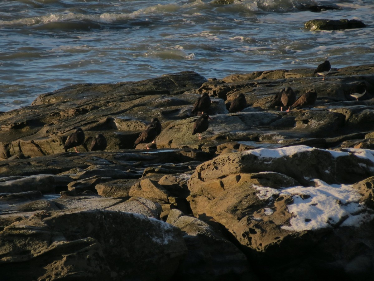 Blackish Oystercatcher - ML622452394