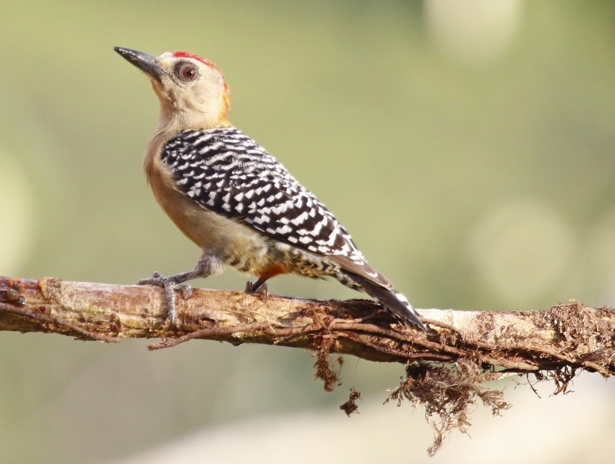 Red-crowned Woodpecker - ML622452399