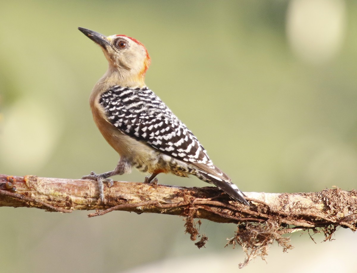 Red-crowned Woodpecker - ML622452401