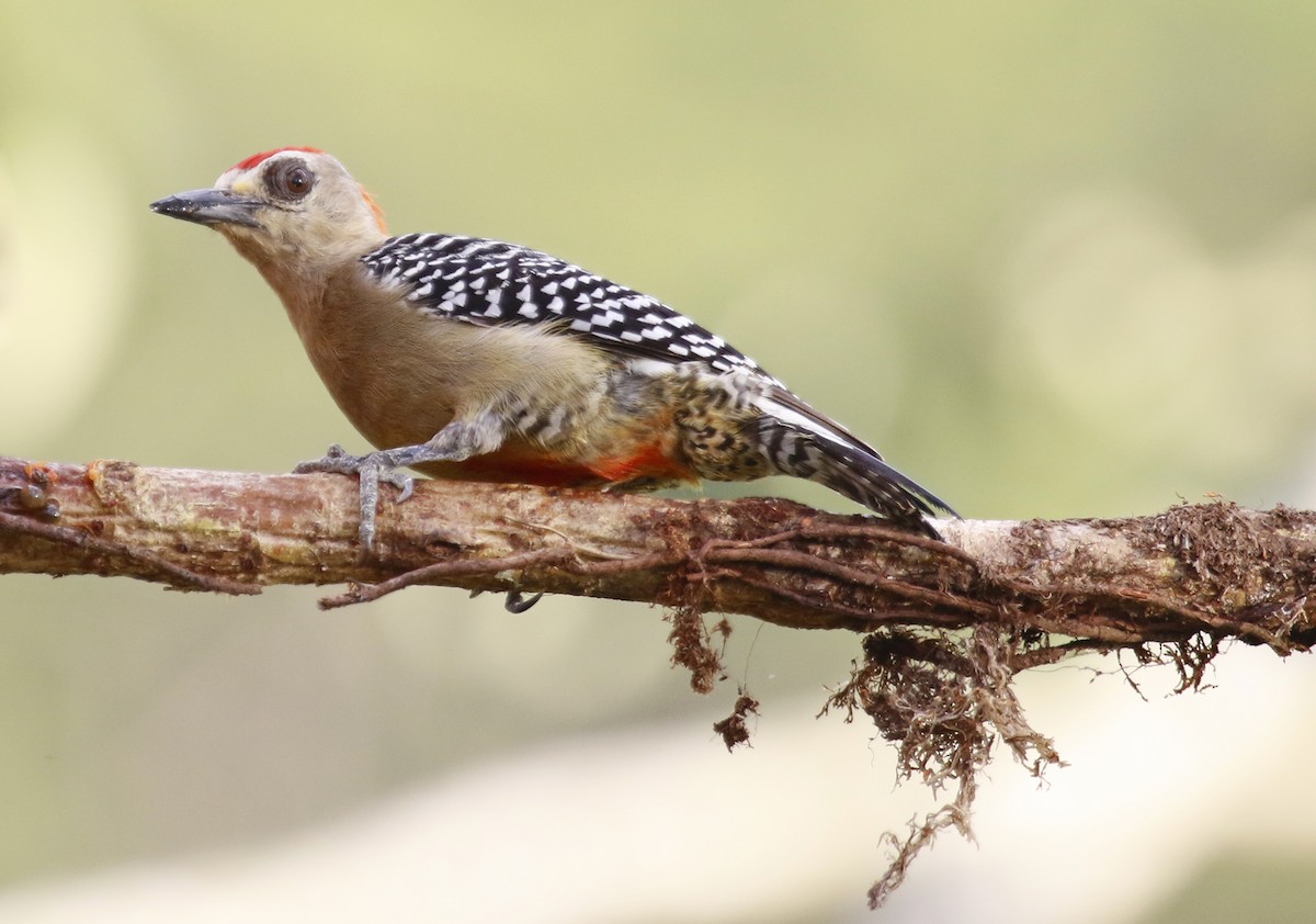 Red-crowned Woodpecker - ML622452405