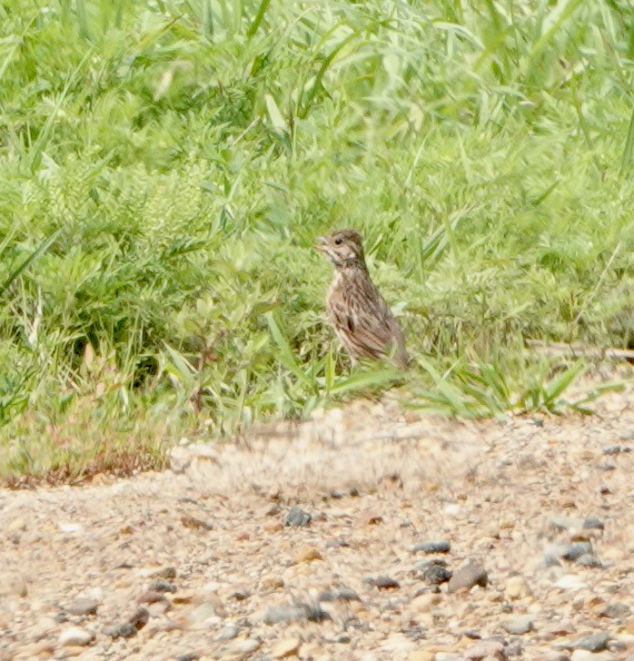 Vesper Sparrow - ML622452416