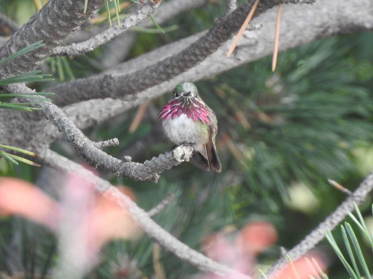 Calliope Hummingbird - ML622452433