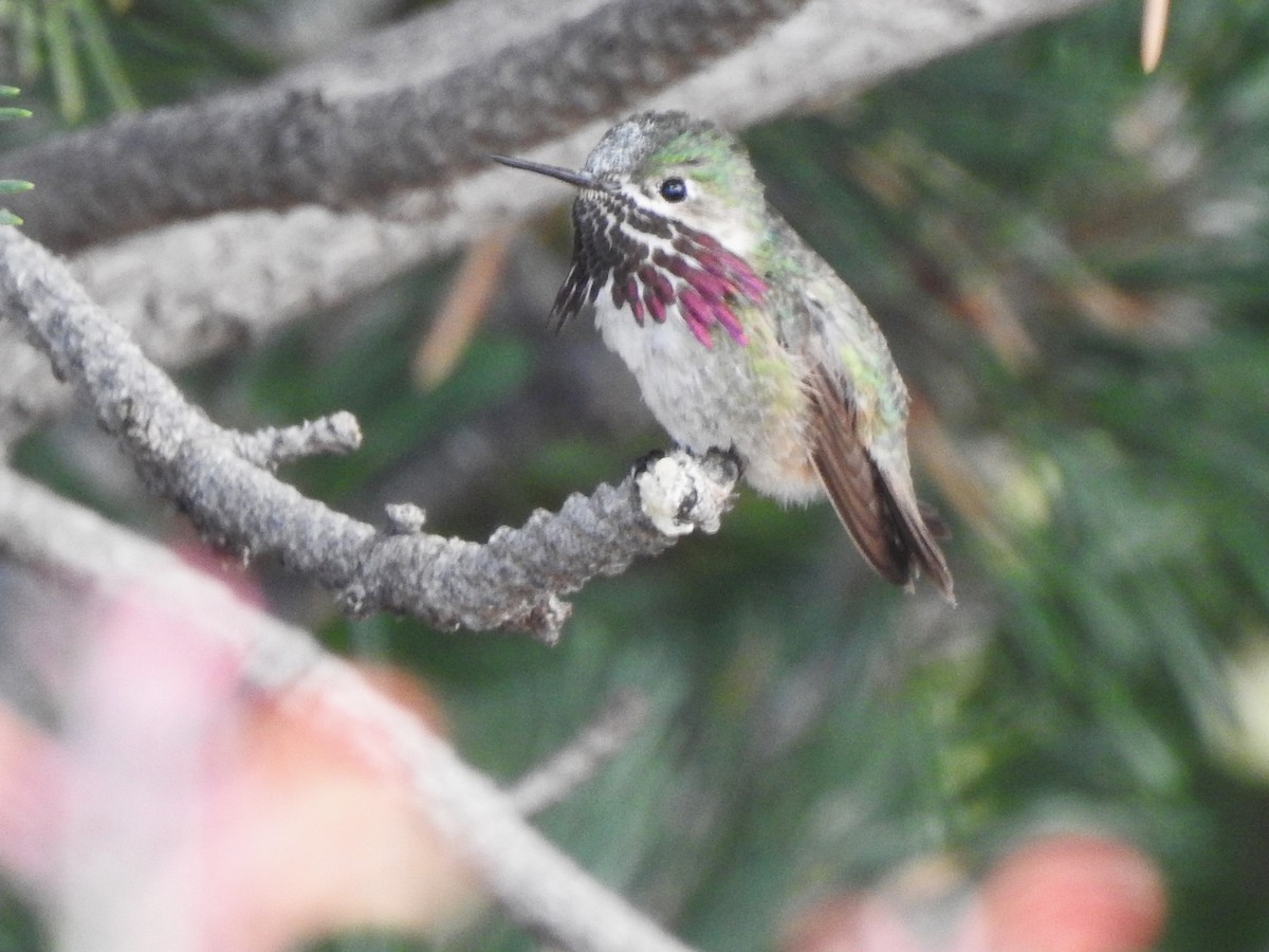 Calliope Hummingbird - ML622452439