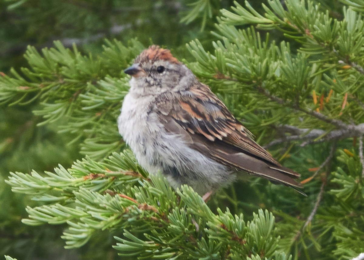 Chipping Sparrow - ML622452440