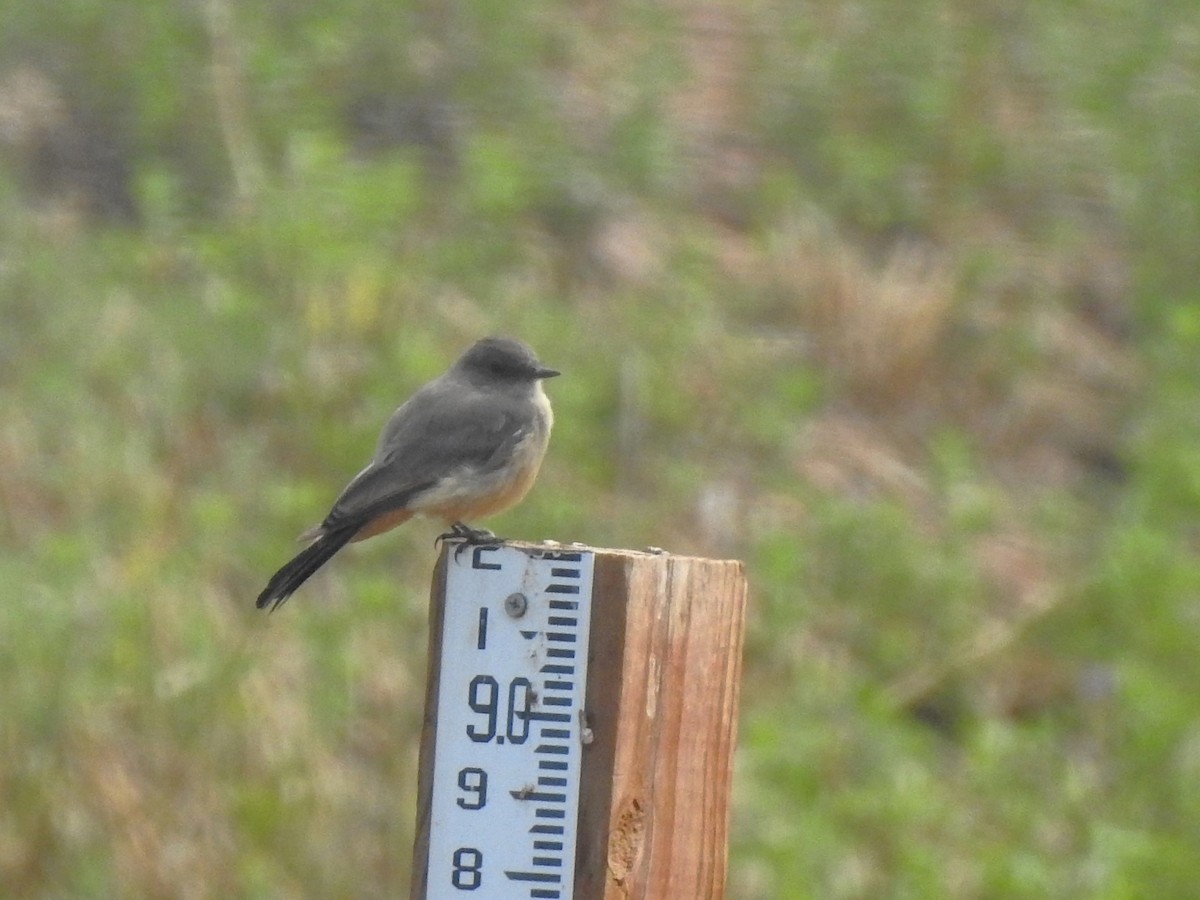 Say's Phoebe - ML622452443