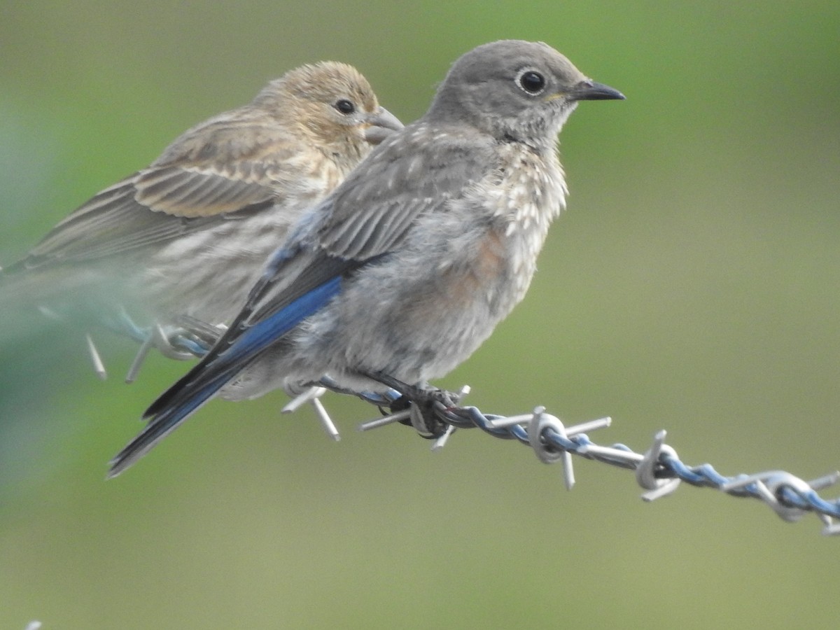 Western Bluebird - ML622452449