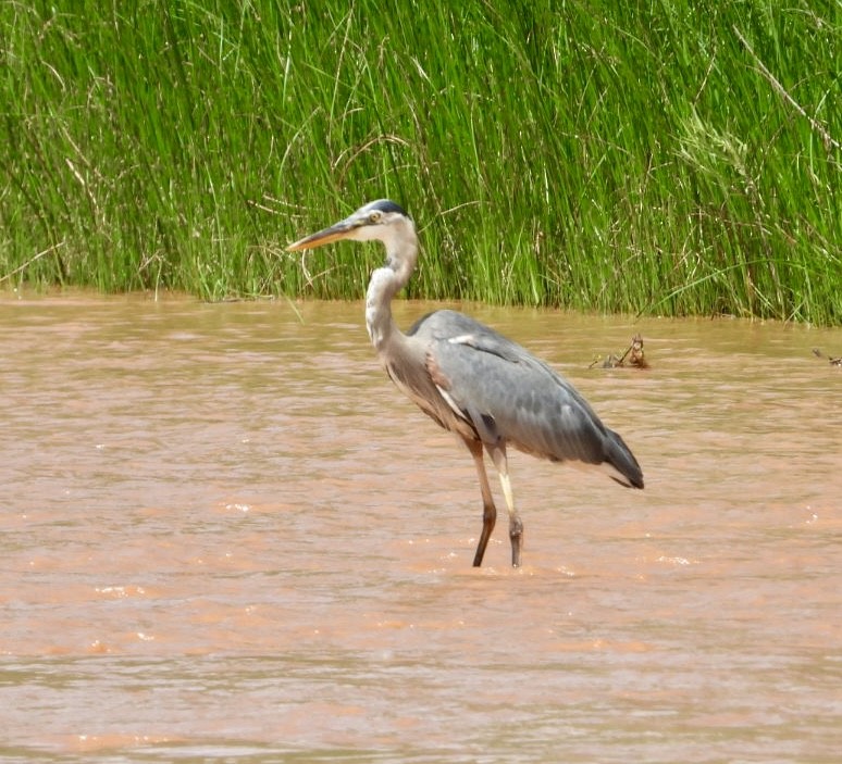 Garza Azulada - ML622452458