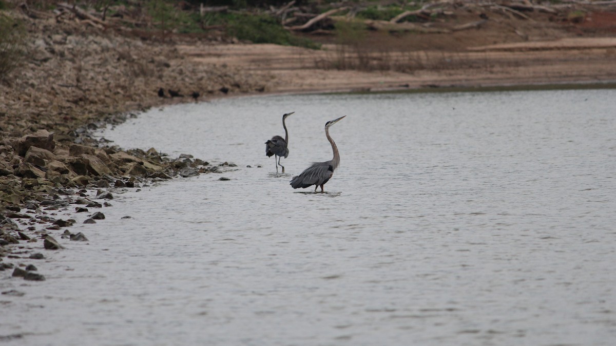 Great Blue Heron - ML622452528