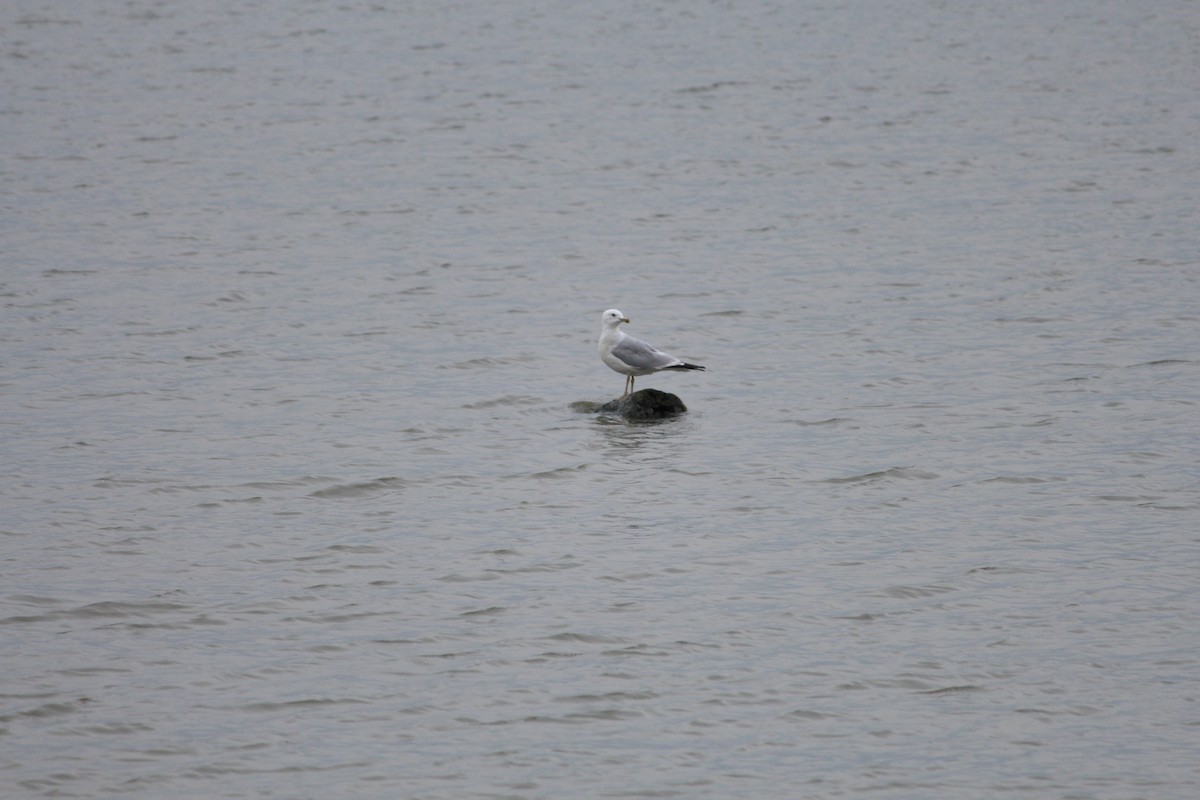 Ring-billed Gull - ML622452535