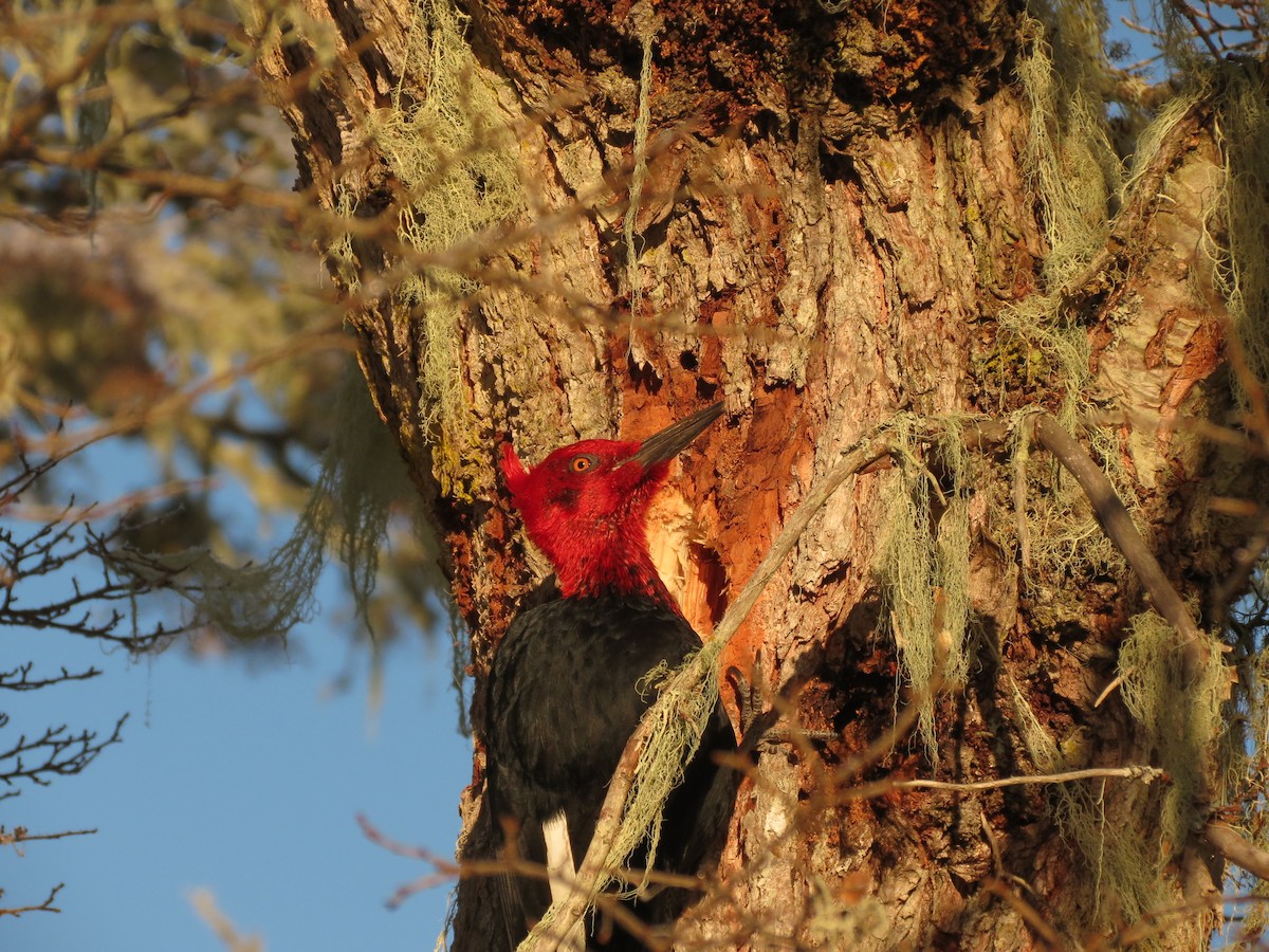 Magellanic Woodpecker - ML622452548