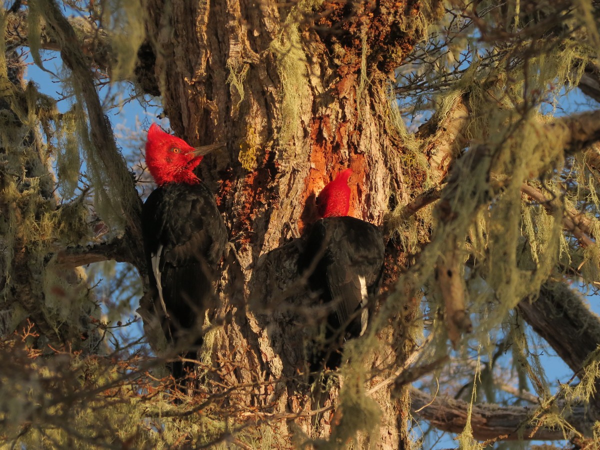 Magellanic Woodpecker - ML622452550