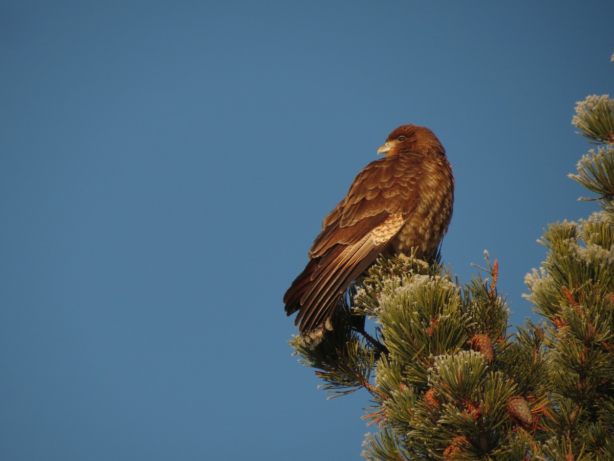 Chimango Caracara - ML622452559