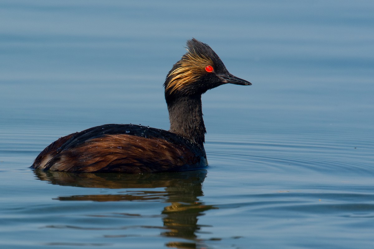 Eared Grebe - ML622452584